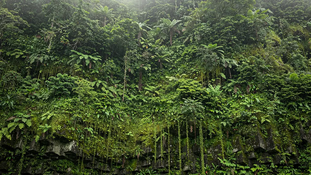Vue large et minimaliste d'un rempart du cirque de Salazie, entièrement recouvert d'un vert intense et saturé, dégoulinant d'humidité.