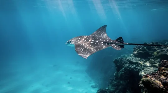 Raie aigle tachetée nageant en pleine eau bleue au-dessus d'un tombant corallien à La Réunion