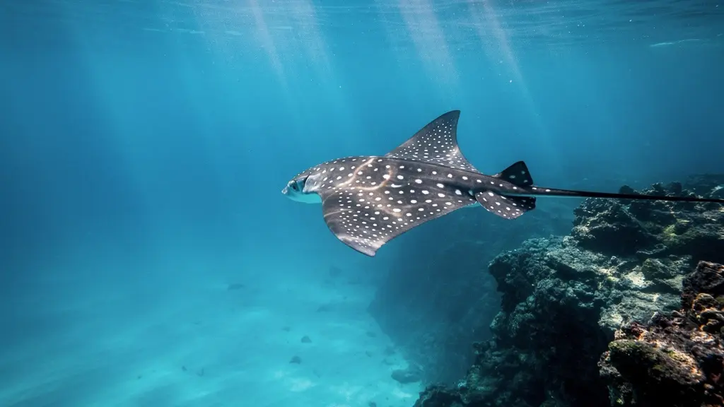 Raie aigle tachetée nageant en pleine eau bleue au-dessus d'un tombant corallien à La Réunion