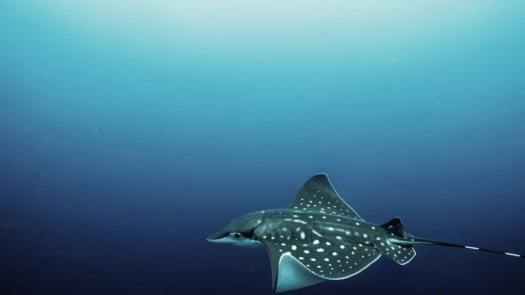 Raie aigle ocellée vue de profil en pleine eau, ailes déployées en position de vol, montrant sa silhouette caractéristique en losange