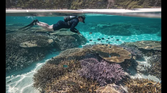 Snorkeler flottant en surface au-dessus de coraux branchus colorés dans le lagon turquoise de La Réunion à marée basse